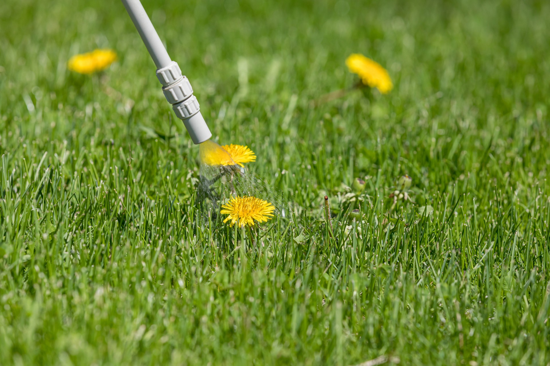 Dandelion weed in lawn, spraying weed killer herbicide. Home lawn care and landscaping concept