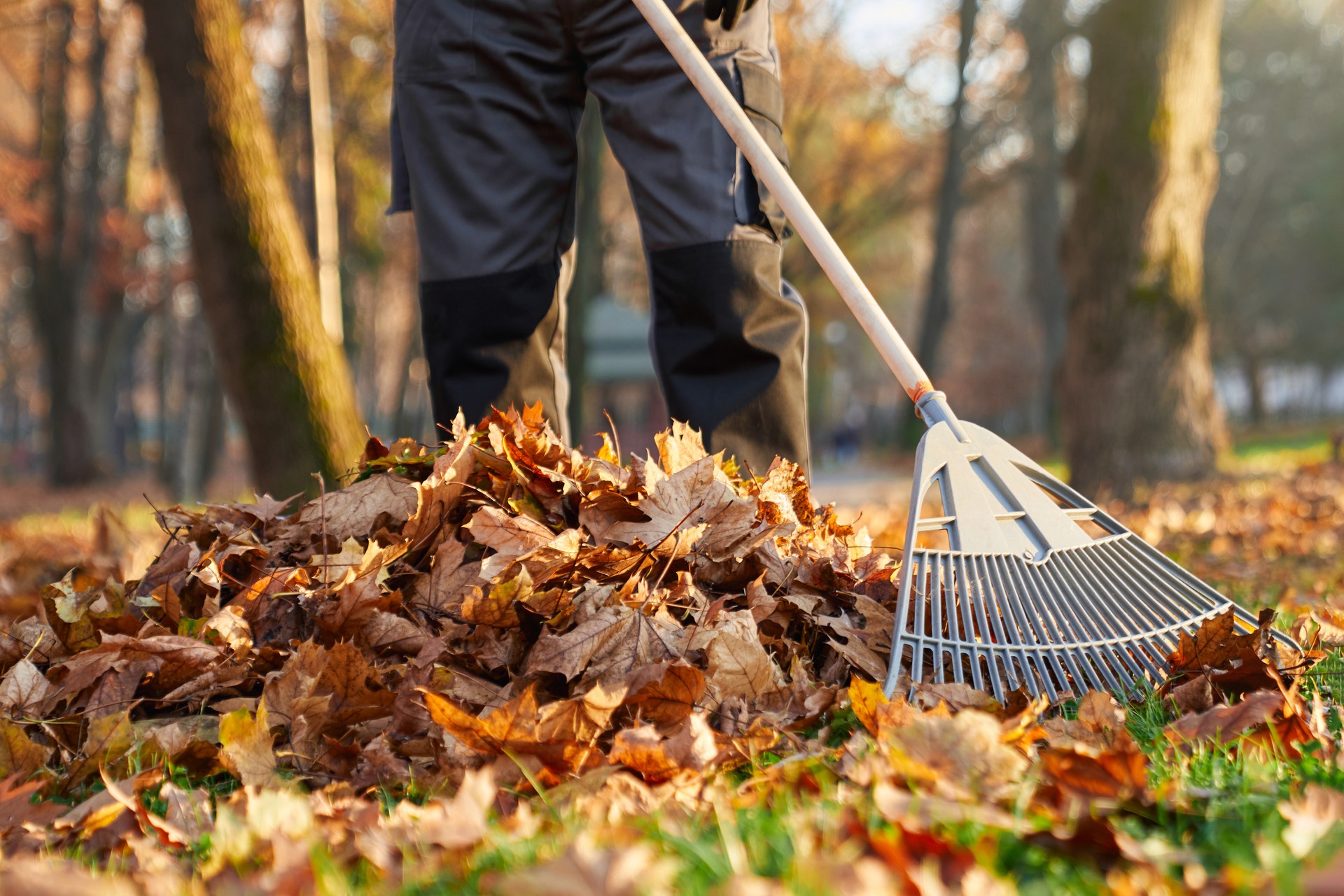 Unrecognizable man wearing uniform raking fallen leaves at sunny day.