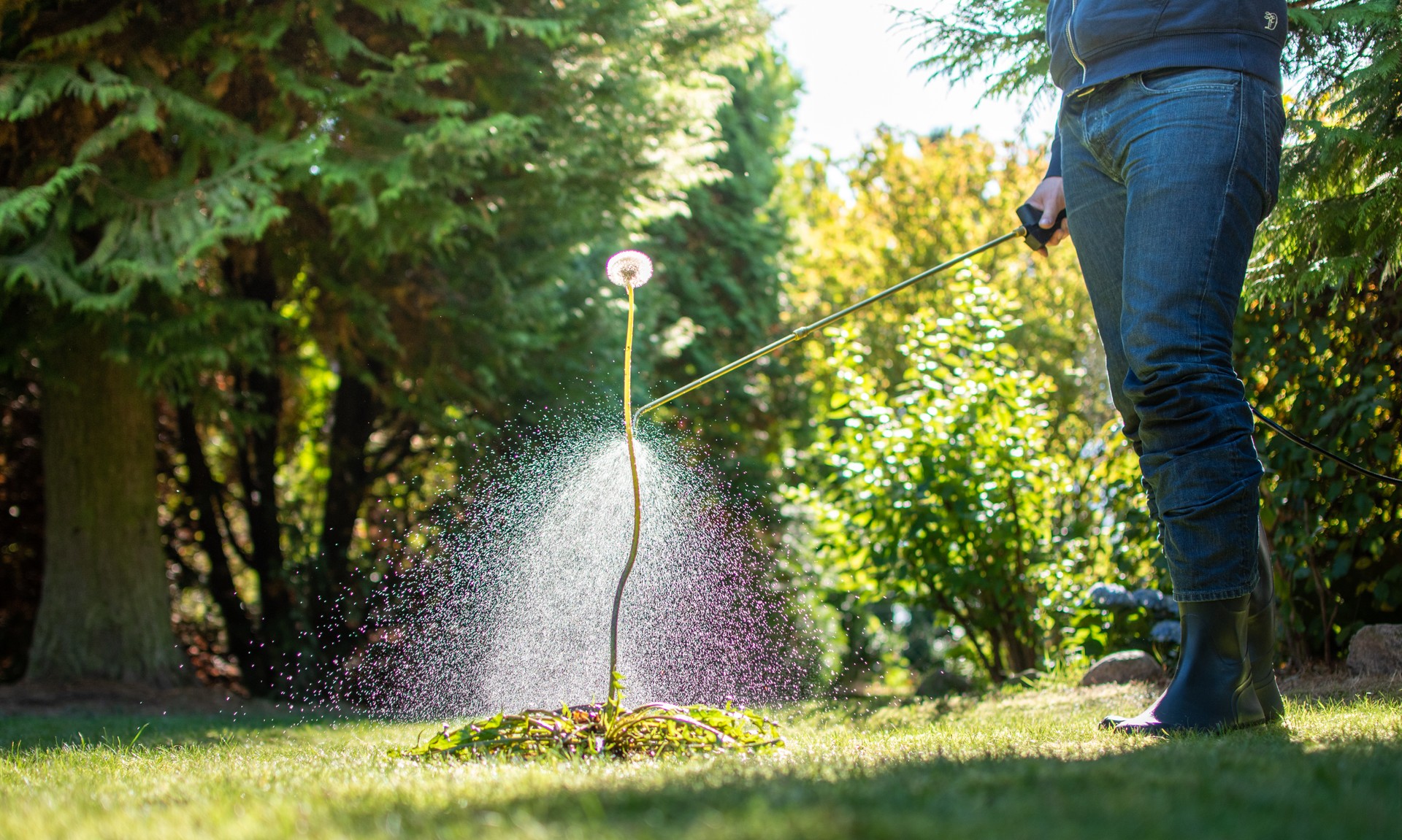 Spraying weeds in the garden.